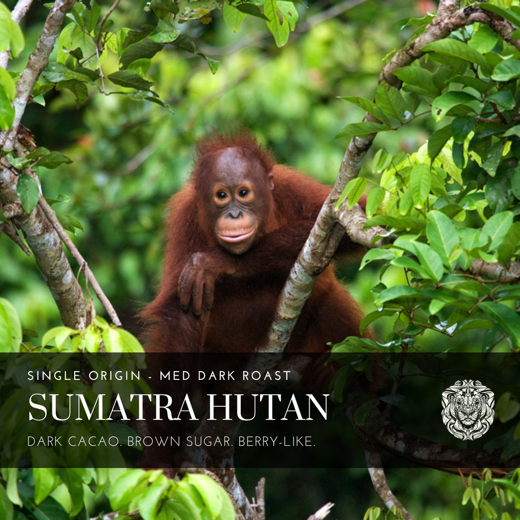 Sumatra Ketiara Hutan